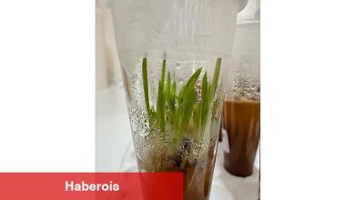 Nejdet Bozkurt, "Proje ile endemik Likya salebini koruyarak, jenerasyonunun devam etmesini sağlayacağız"