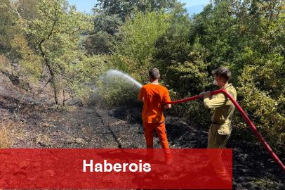 Sakarya Adapazarı'ndaki orman yangını denetim altında