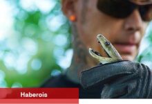 'Şehirdeki Yılanlar: Zehrin Ötesi', 11 Temmuz Cuma 20.00'de National Geographic WILD Ekranlarında!