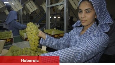 Superior Seedless çeşidi sofralık üzümün ihracat seyahati 16 Temmuz'da başladı