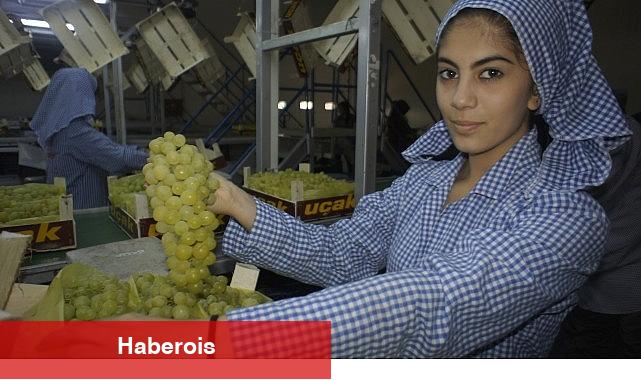 Superior Seedless çeşidi sofralık üzümün ihracat seyahati 16 Temmuz'da başladı