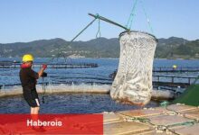 Türk somonunda amaç ihracatı 1 milyar doların üzerine taşımak