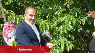 Uçak; "Don kirazı, kiraz ihracatı vurdu"