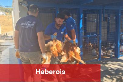 Yangından kurtarılan tavuklarına kavuştu - Haberois Yangından kurtarılan tavuklarına kavuştu