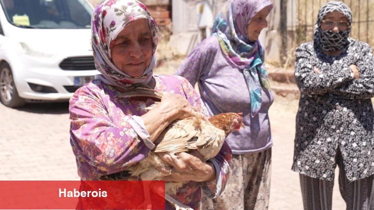 Yangından kurtarılan tavuklarına kavuştu - Haberois Yangından kurtarılan tavuklarına kavuştu