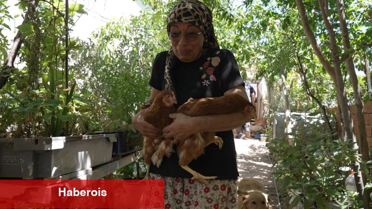 Yangından kurtarılan tavuklarına kavuştu - Haberois Yangından kurtarılan tavuklarına kavuştu