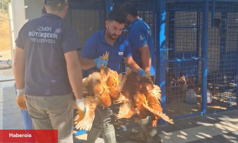 Yangından kurtarılan tavuklarına kavuştu - Haberois Yangından kurtarılan tavuklarına kavuştu