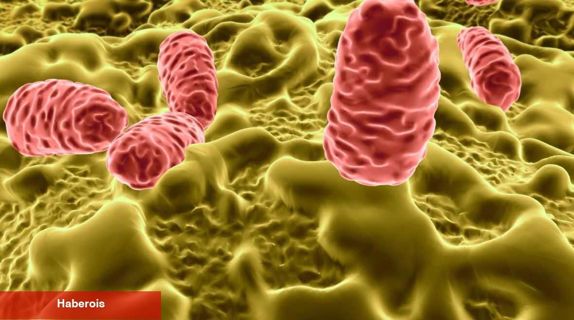 Yaz aylarında besin zehirlenmelerine dikkat: Salmonella sessizce yayılıyor