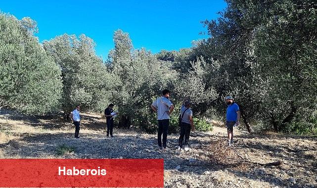 Zeytinin Ulaşım Yolları Araştırılıyor - Haberois Zeytinin Ulaşım Yolları Araştırılıyor
